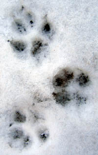 Bilde rakstam